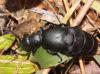 Meloe proscarabaeus